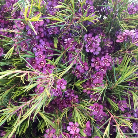 Wax Flower 'Eden' Chamelaucium uncinatum