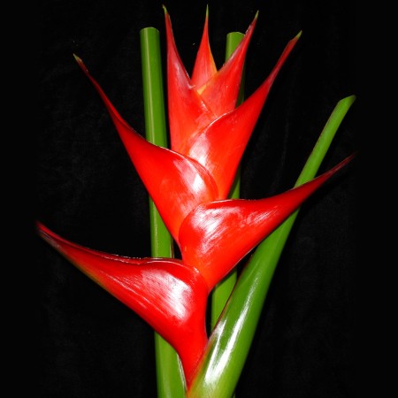 Heliconia 'Purpurea' Heliconia