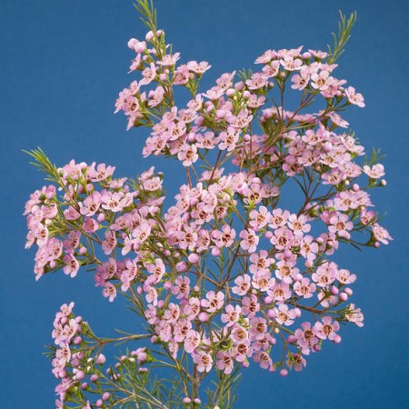Wax Flower 'Umbrella' Chamelaucium uncinatum