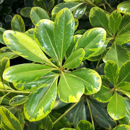 Pittosporum 'Creme de Menthe' pittosporum tobria varigatum