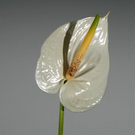 Anthurium 'Eternity' Anthurium andraeanum