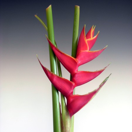 Heliconia 'Richmond Red' Heliconia