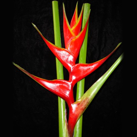 Heliconia 'Kawauchi' Heliconia