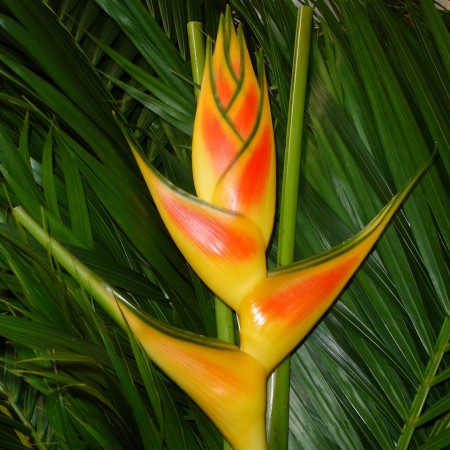 Heliconia 'Amarilla' Heliconia Wagneriana