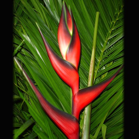 Heliconia 'Edge of Nite' Heliconia