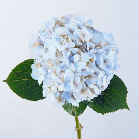 Hydrangea 'Blue' Hydrangea