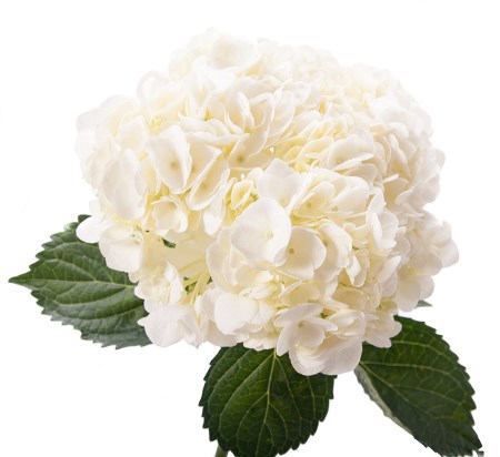 Hydrangea 'Pure White' Hydrangea