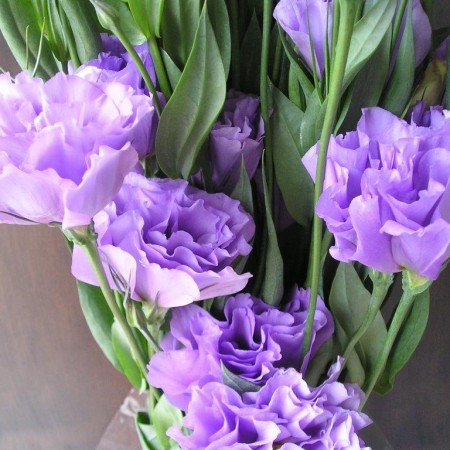 Lisianthus 'Lavender Marrachi' Eustoma