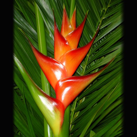 Heliconia 'Salmon' Heliconia