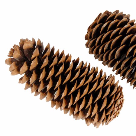 Sugar Pinecone 'Natural' 25-45cm