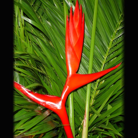 Heliconia 'Brazillian Bomber' Heliconia