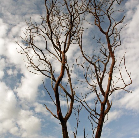 Manzanita 'Natural' 60cm-240cm