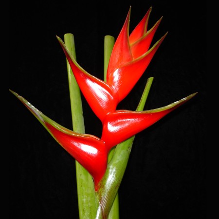 Heliconia 'Criswick' Heliconia