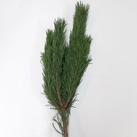 Lodgepole Pine Pinus contorta