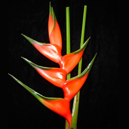 Heliconia 'bihai' Heliconia