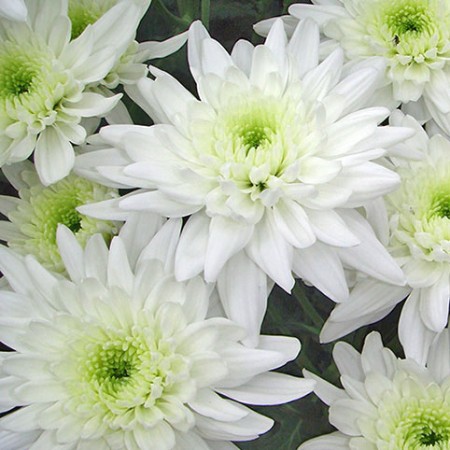 Chrysanthemum 'Arctic Queen' Chrysanthemum