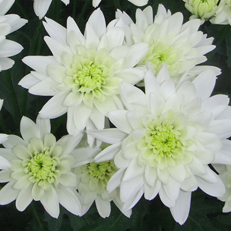 Chrysanthemum 'Euro' Chrysanthemum