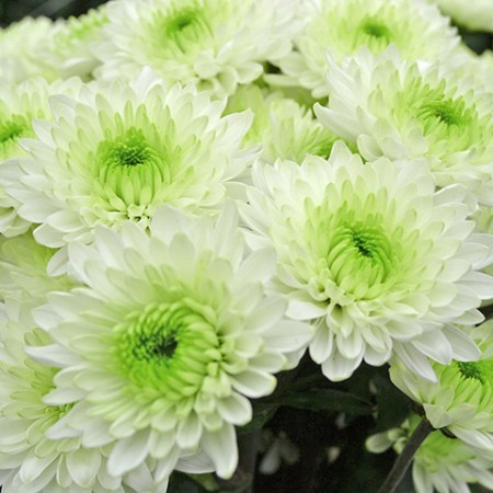 Chrysanthemum 'Ibis' Chrysanthemum