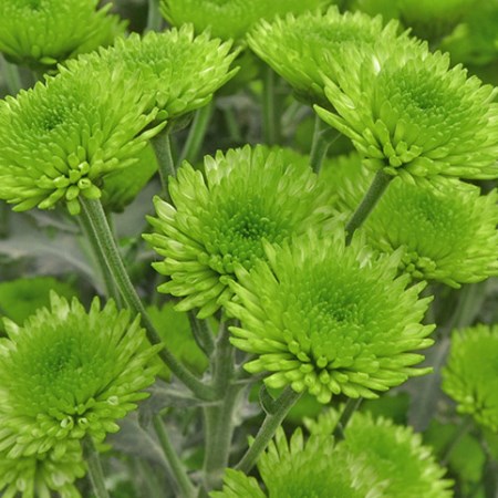 Chrysanthemum 'Verde' Chrysanthemum