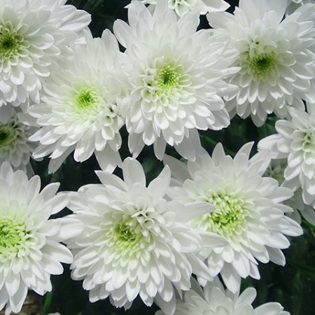 Chrysanthemum 'Zembla' Chrysanthemum