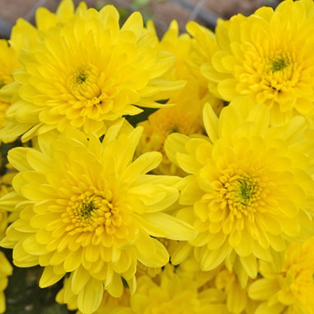 Chrysanthemum 'Sunny Zembla' Chrysanthemum