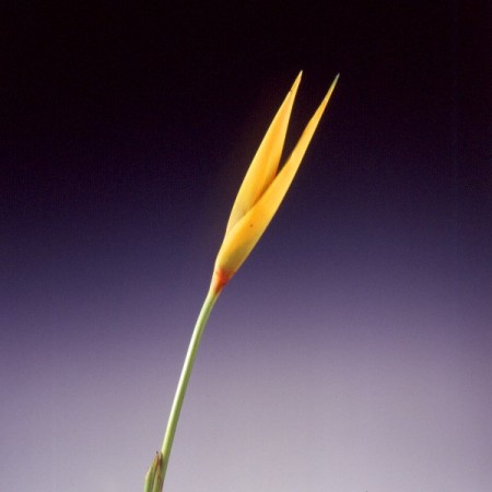 Heliconia 'Parrots Beak' Heliconia psitacorum