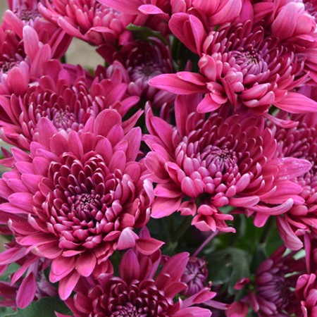 Chrysanthemum 'Bretagne Splendid' Chrysanthemum