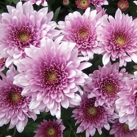 Chrysanthemum 'Saffin' Chrysanthemum