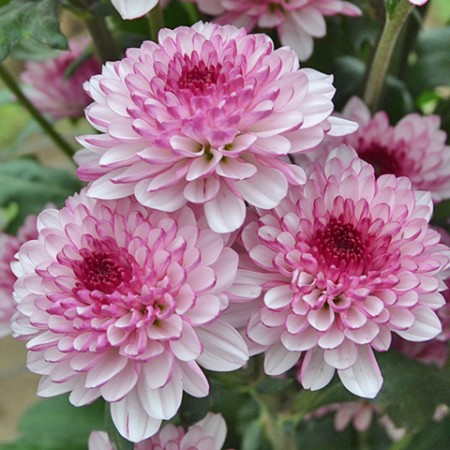 Chrysanthemum 'Lollipop' Chrysanthemum