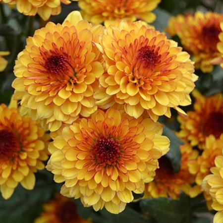 Chrysanthemum 'Lollipop Yellow' Chrysanthemum