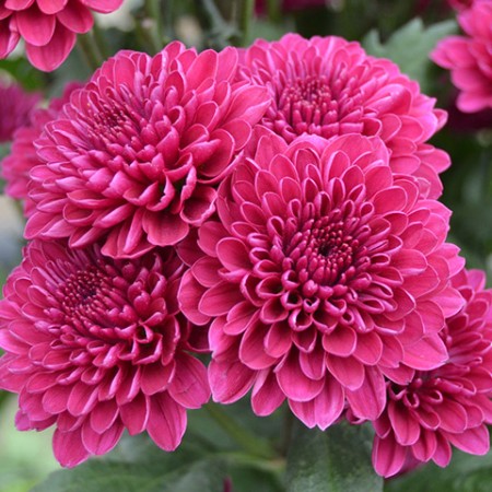 Chrysanthemum 'Lollipop Purple' Chrysanthemum