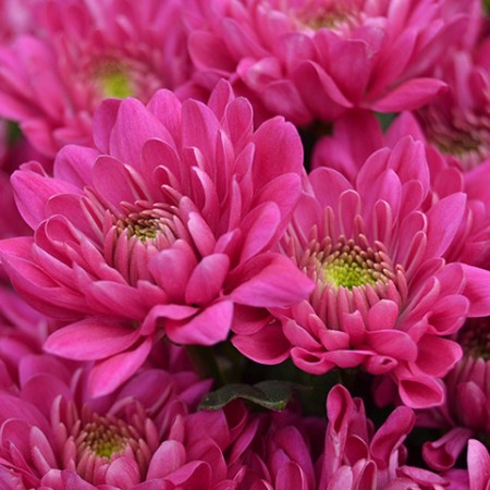 Chrysanthemum 'Exopolis' Chrysanthemum