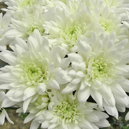 Chrysanthemum 'Baltica' Chrysanthemum