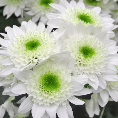 Chrysanthemum 'Codrico' Chrysanthemum