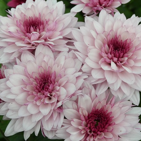 Chrysanthemum 'Dante' Chrysanthemum