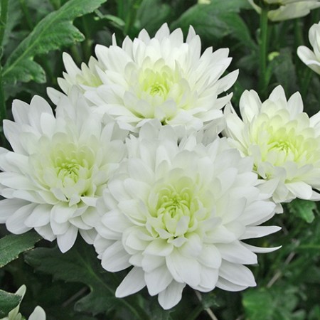 Chrysanthemum 'Fortune' Chrysanthemum