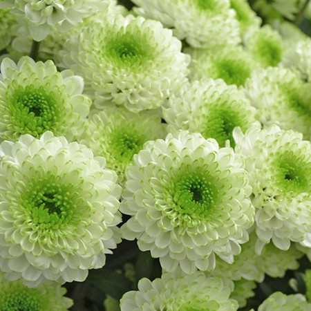 Chrysanthemum 'Skye' Chrysanthemum