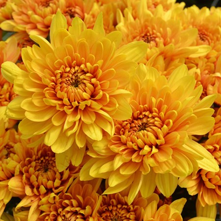 Chrysanthemum 'Tuvalu' Chrysanthemum