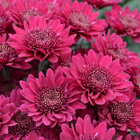 Chrysanthemum 'Viper' Chrysanthemum