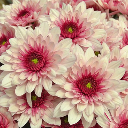 Chrysanthemum 'Podolsk' Chrysanthemum