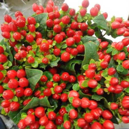 Hypericum 'Magical Triumph' Hypericum