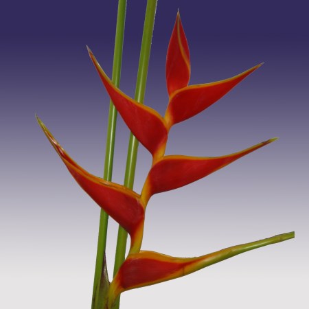 Heliconia 'Real Tagami' Heliconia