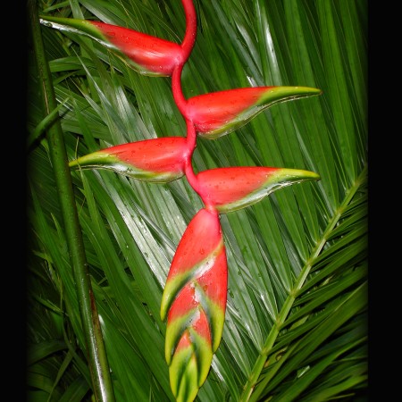 Heliconia 'Hanging Heliconia' Heliconia