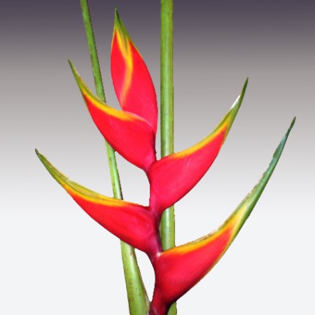 Heliconia 'Bihai Choco' Heliconia