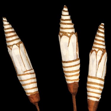 Sola Slice Pine Stick 70-75cm
