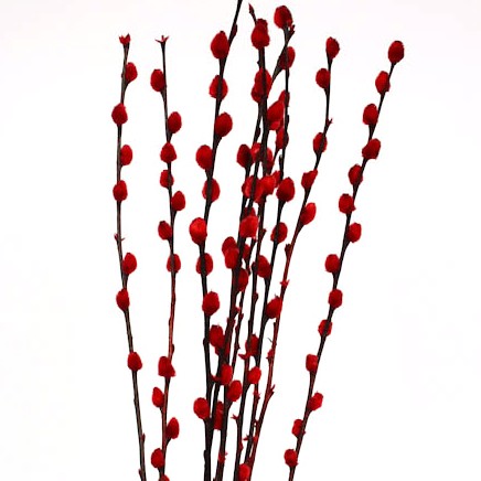 Pussy Willow 'Red' Salix