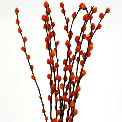 Pussy Willow 'Orange' Salix