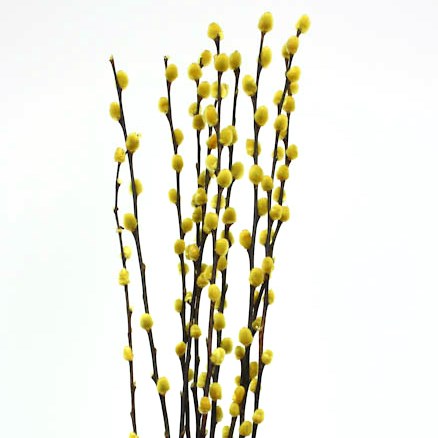 Pussy Willow 'Yellow' Salix