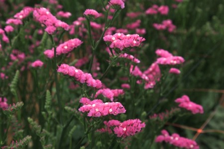 Statice 'External Pink' Statice sinuatum