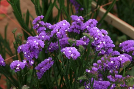 Statice 'Madiera Sun Birds' Statice sinuatum. Cut Flowers | Sunflora